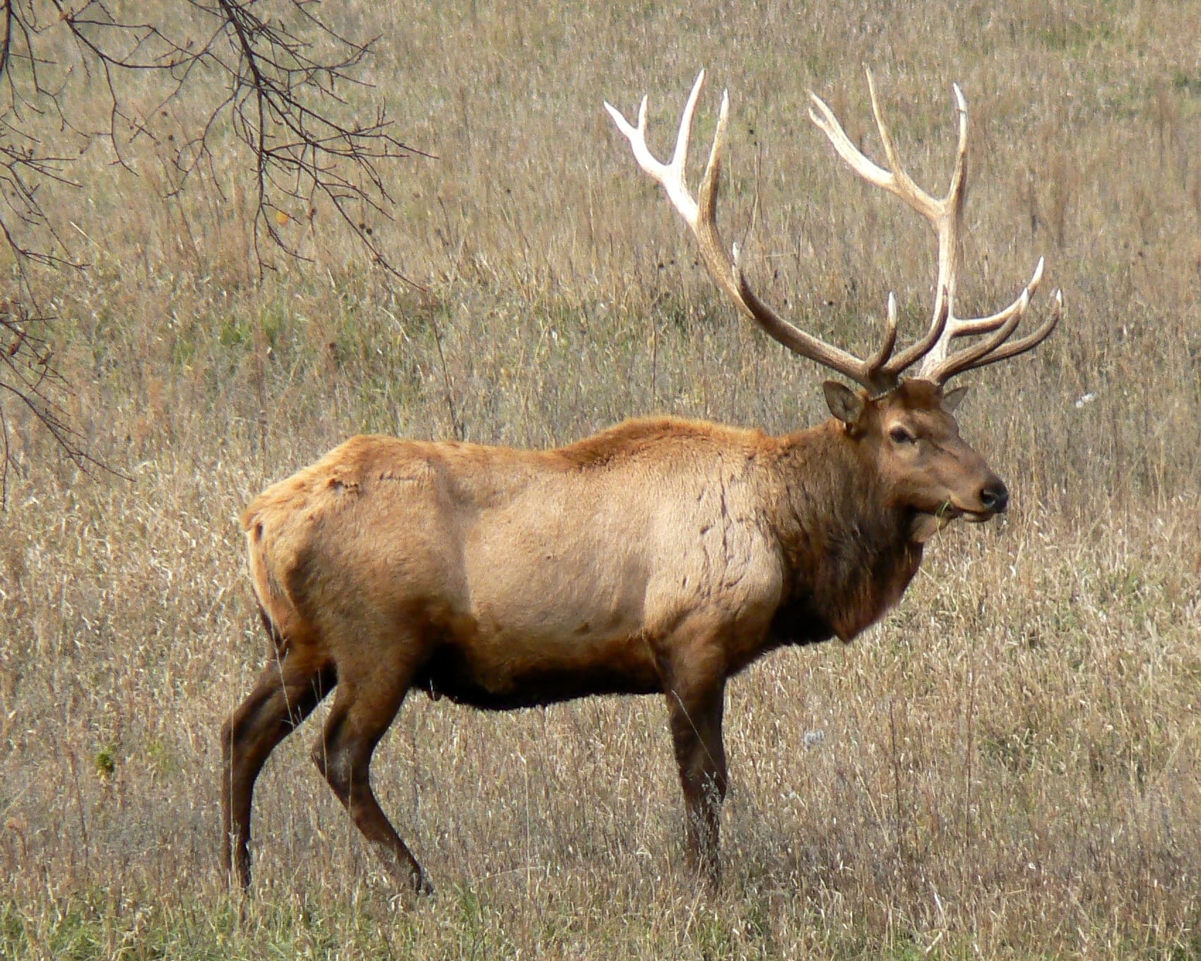 GTA 5 Hunting Guide: Trevor, Cletus and Every Animal Explained