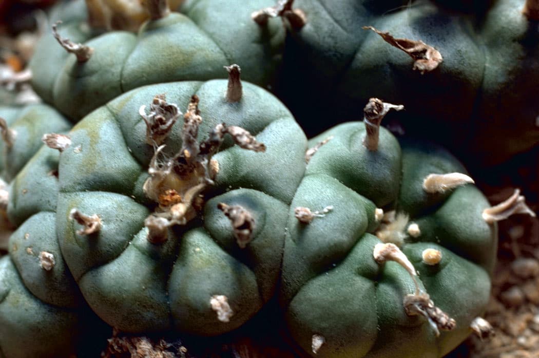 GTA 5 : tous les emplacements des plantes de peyotl en mode histoire (27 animaux jouables)